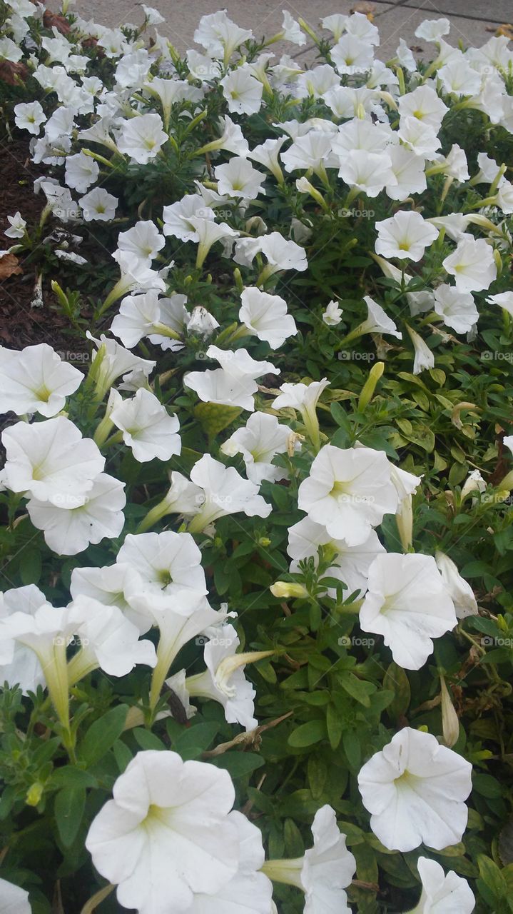 Flower, Flora, Nature, Garden, Summer