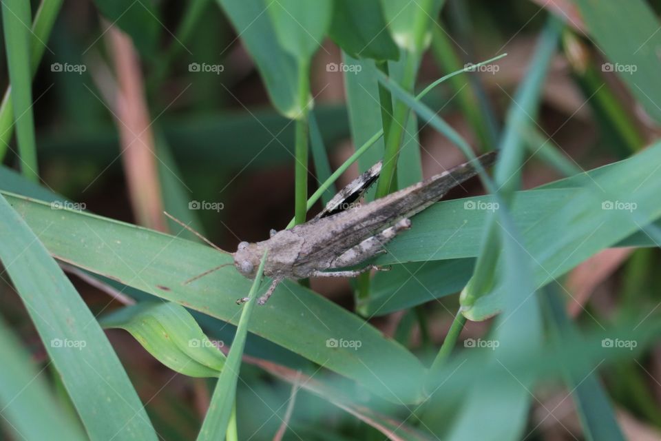 grasshopper