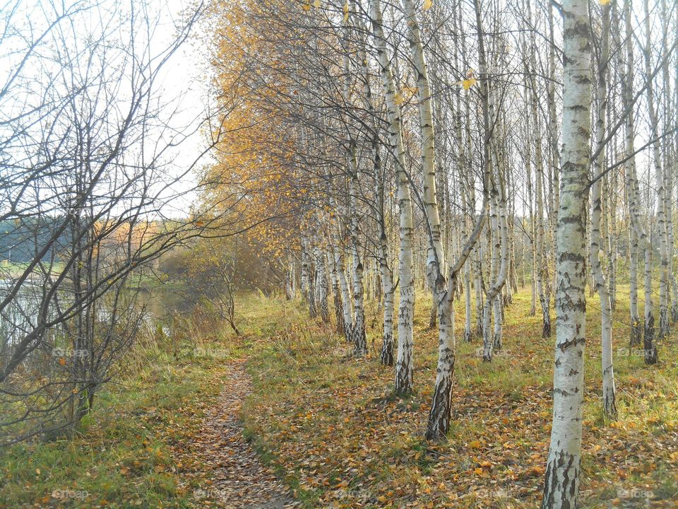 Wood, Tree, Fall, Landscape, Season