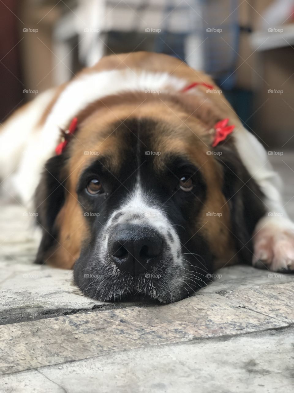 What ya lookin? 🐶