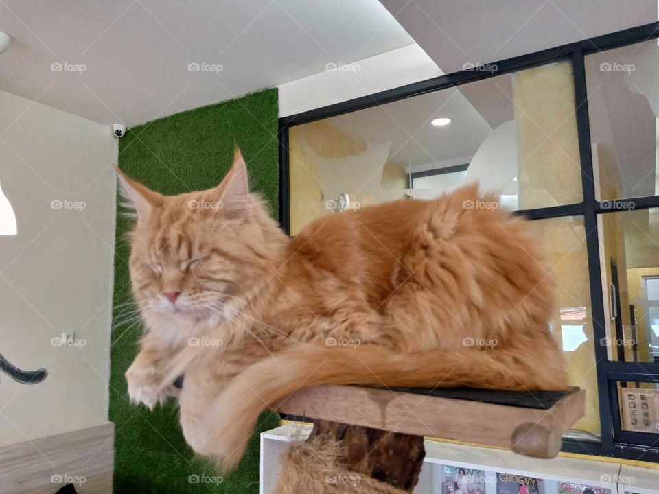 A brown cat takes a nap on deck