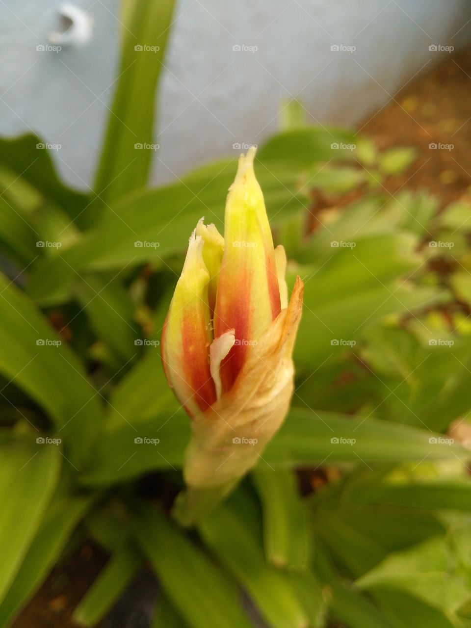 Beautiful yellow flowers bunch
