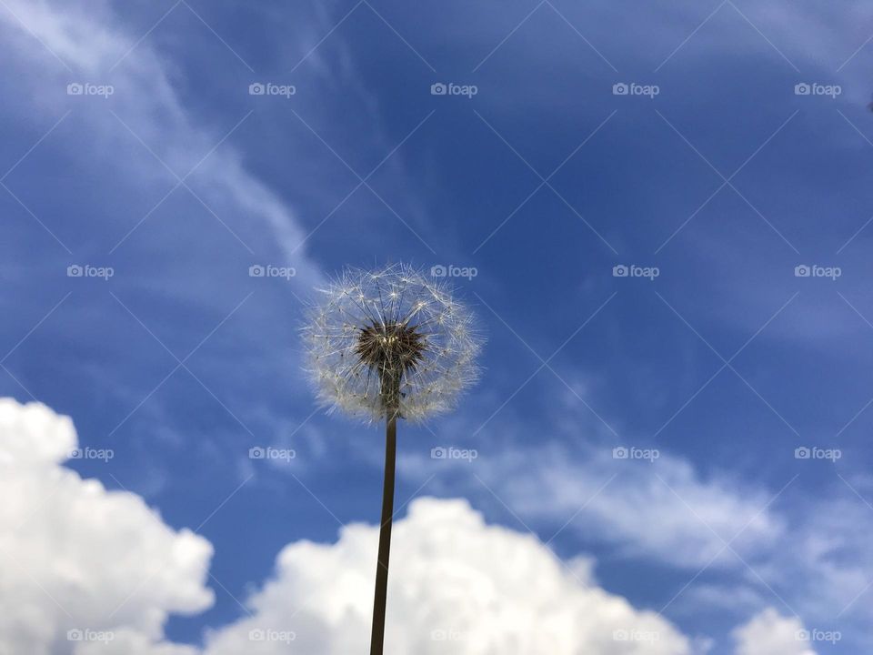 Dandelion in the blue sky amongst the white clouds