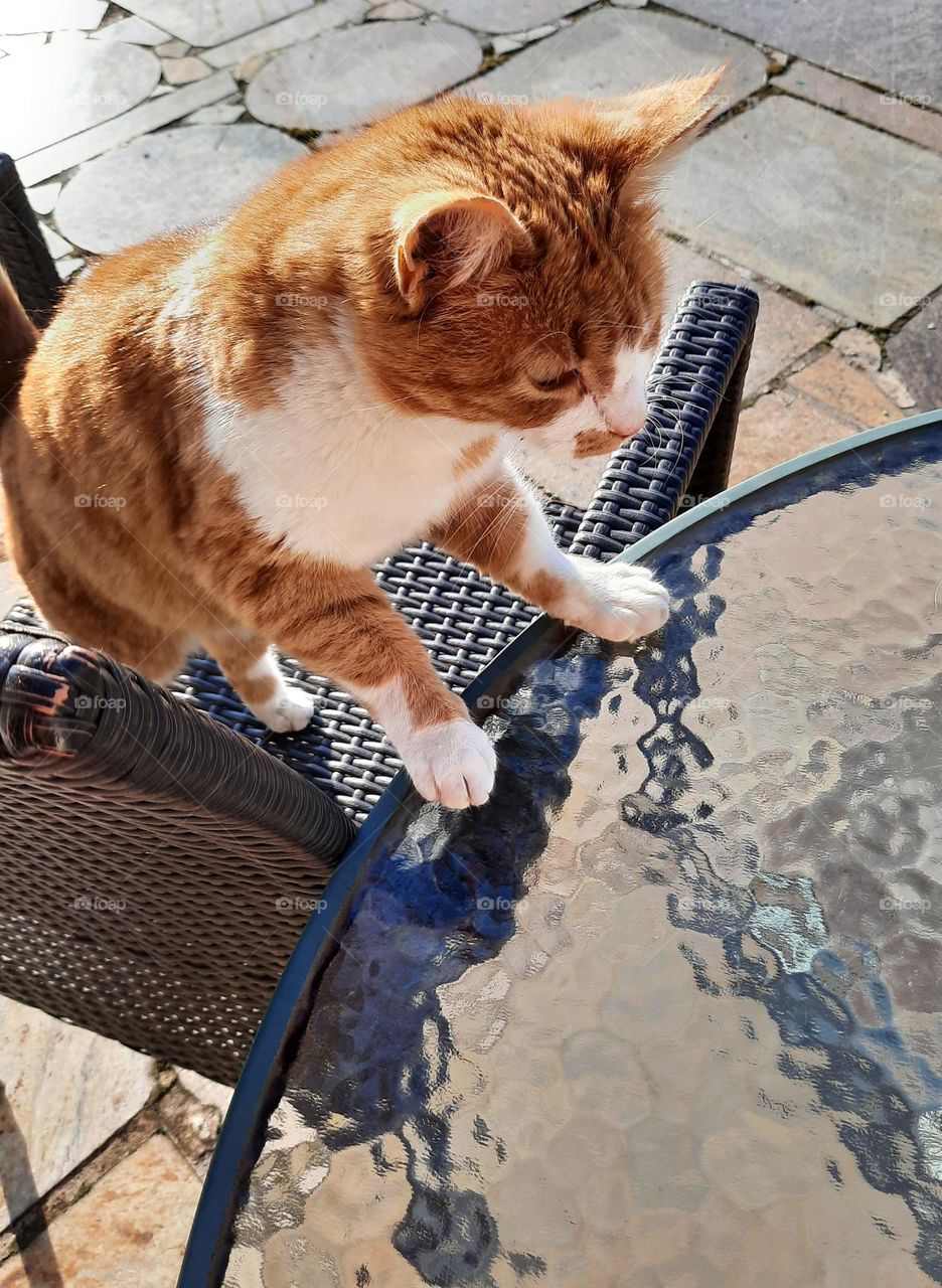 young ginger cat on garden armchair