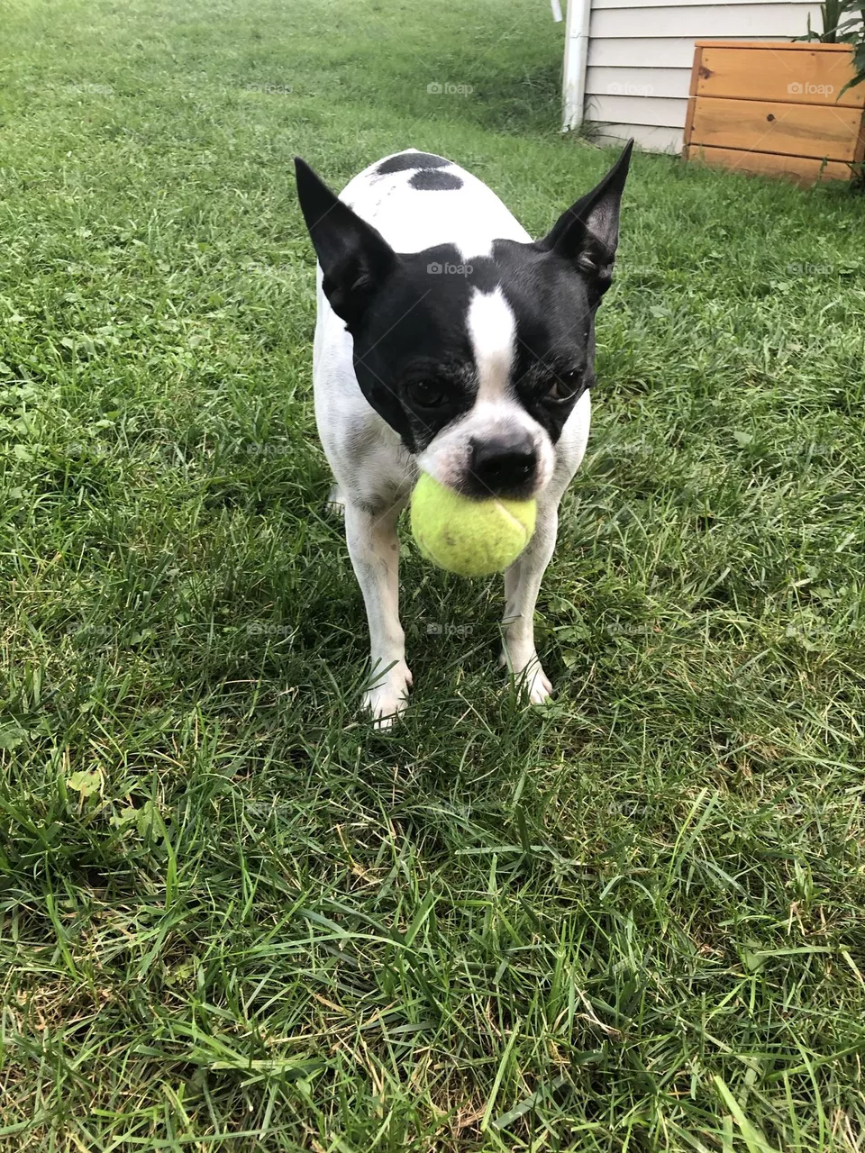 Dog 