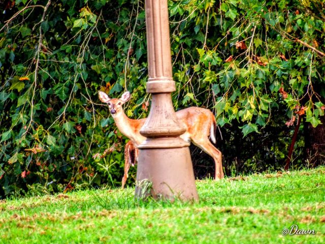 Deer Seek