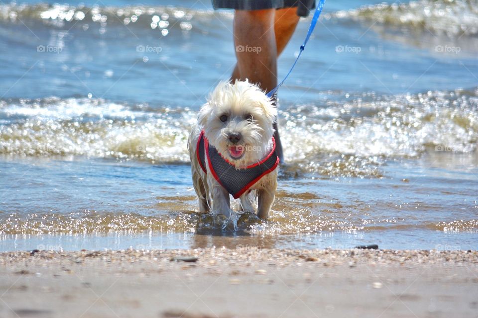 Walking the Westie on the beach