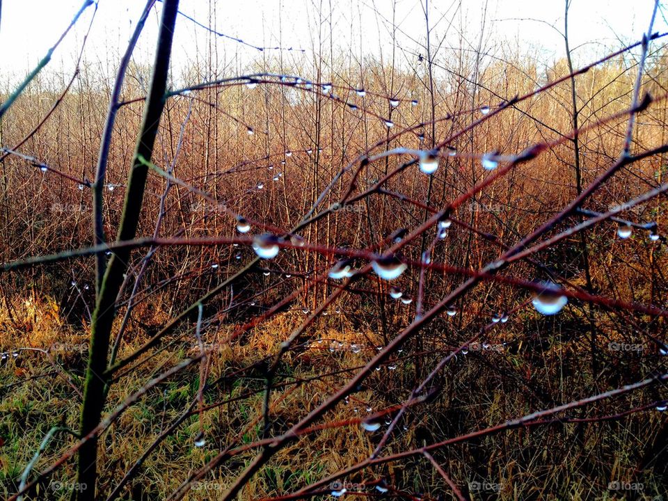 Twig droplets