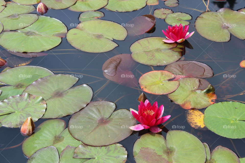 Water lilies