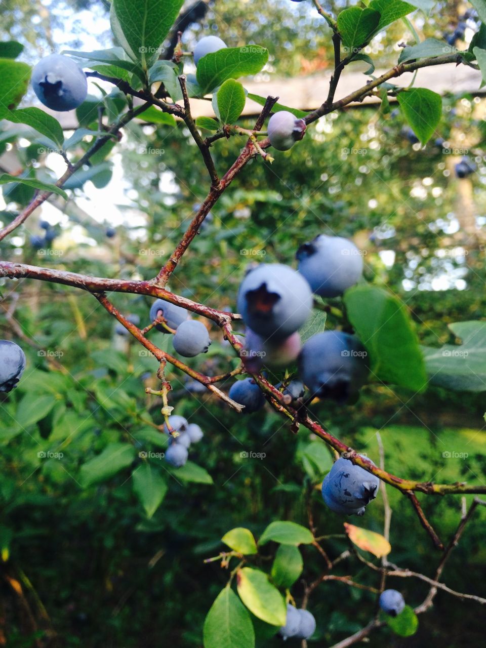 Colorful blueberry bush