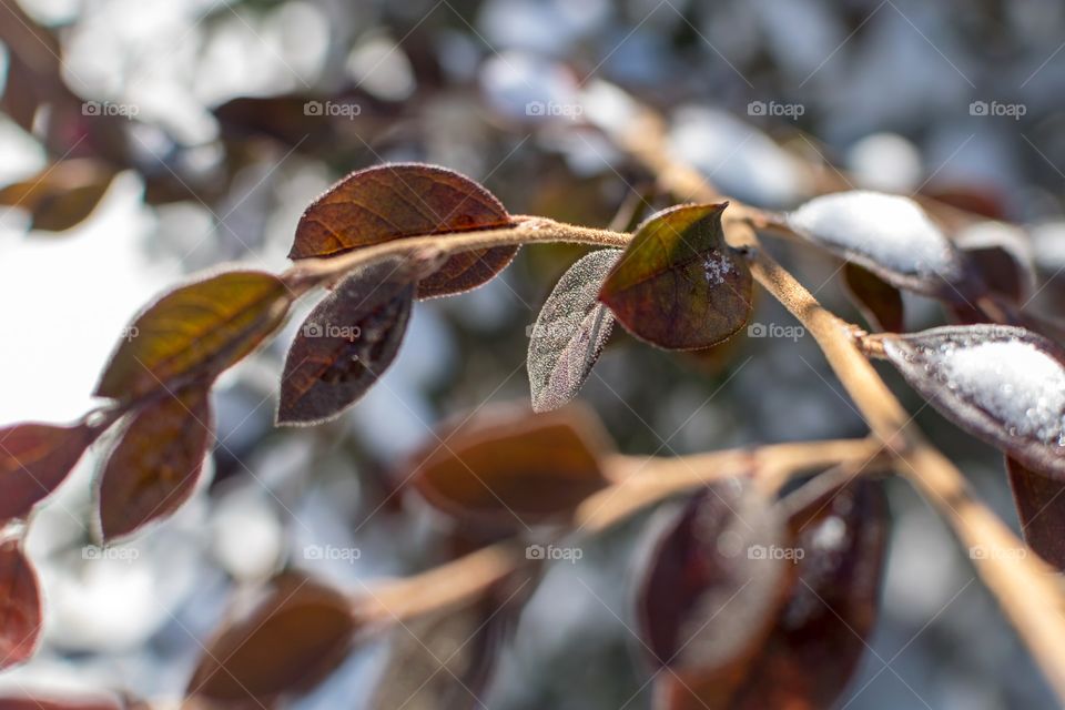Selective focus on frosty leaf