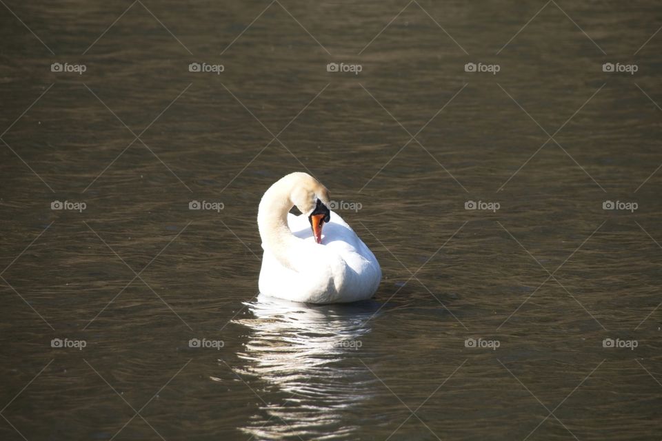swans on the lake