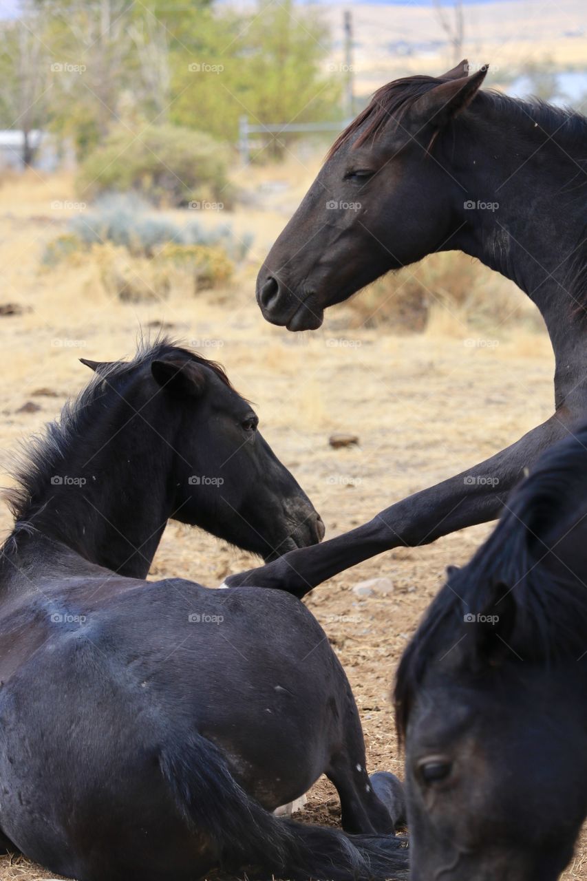 Three black wild mustang colts interacting 