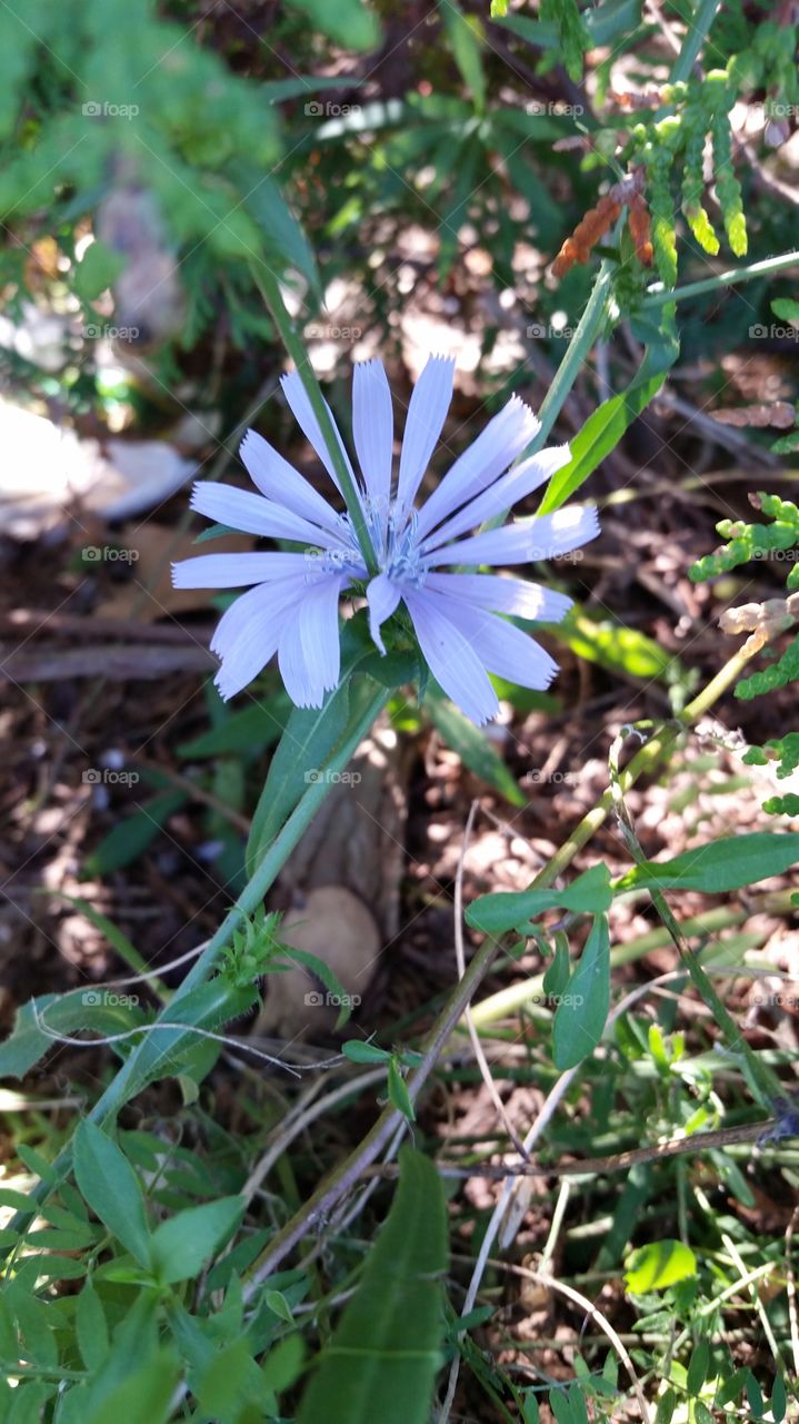 Nature, Flora, Leaf, Flower, Garden