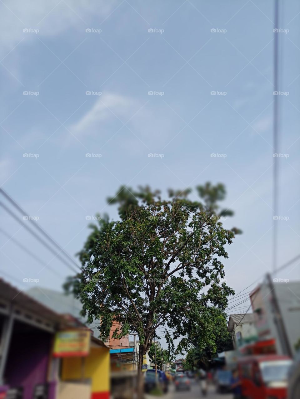 A Single Fighter Tree