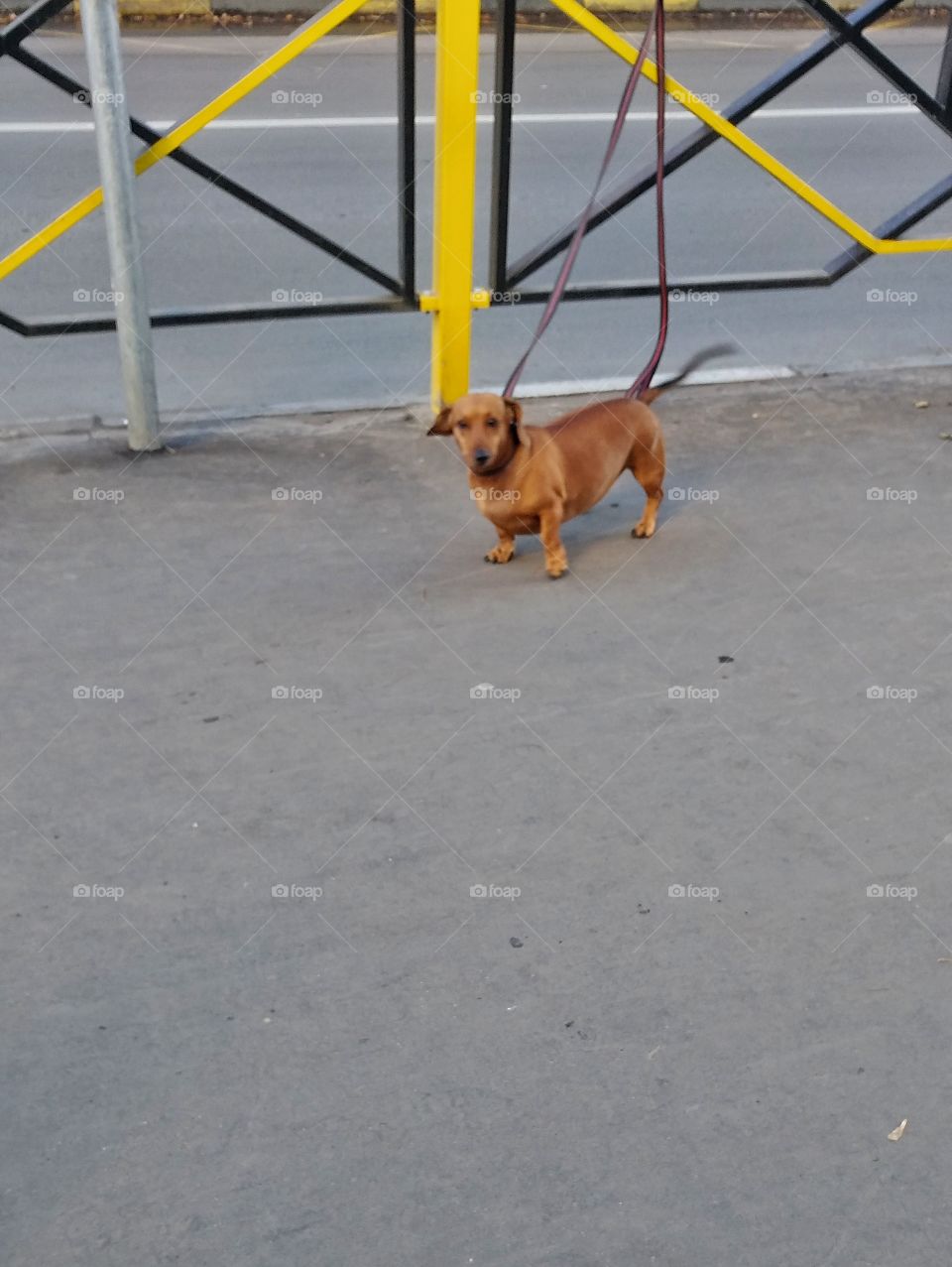 This poor tax is waiting for his master. 