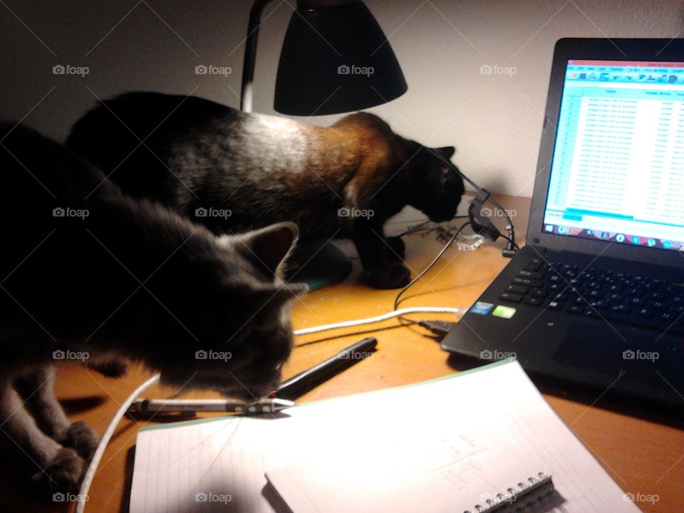 two cats in a study desk with a laptop and a lamp