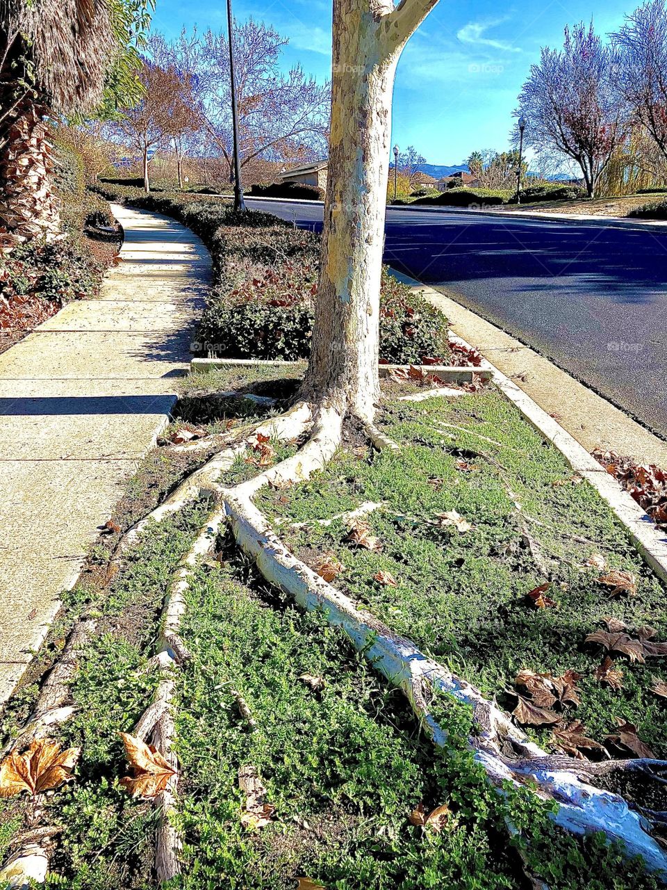 Birch tree spreading roots in the city 