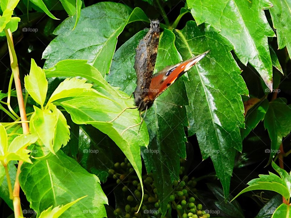 Beautiful Butterfly lapping sap from leaves