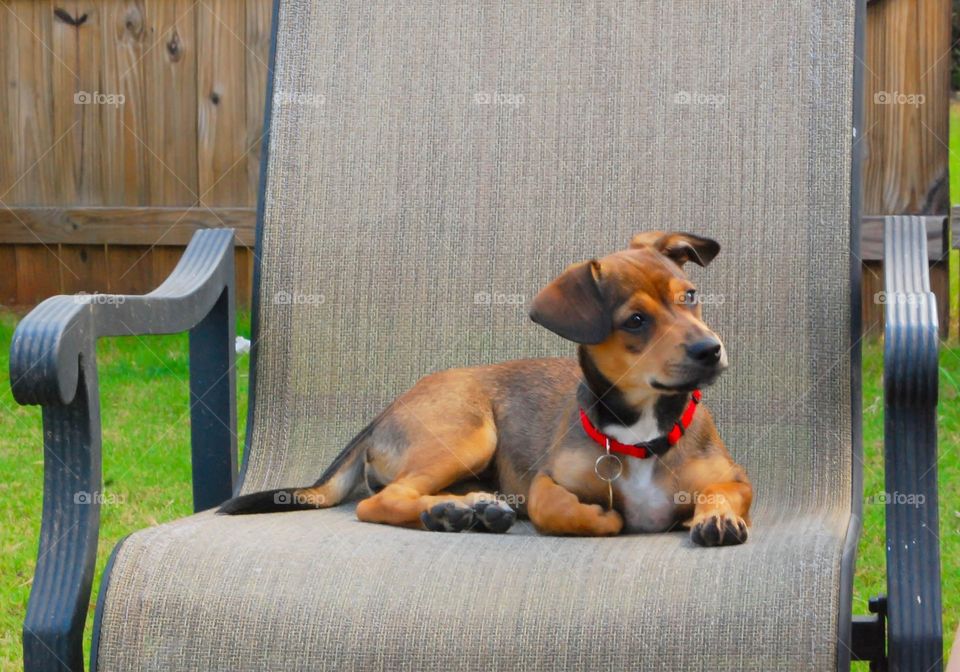 puppy sitting in chair