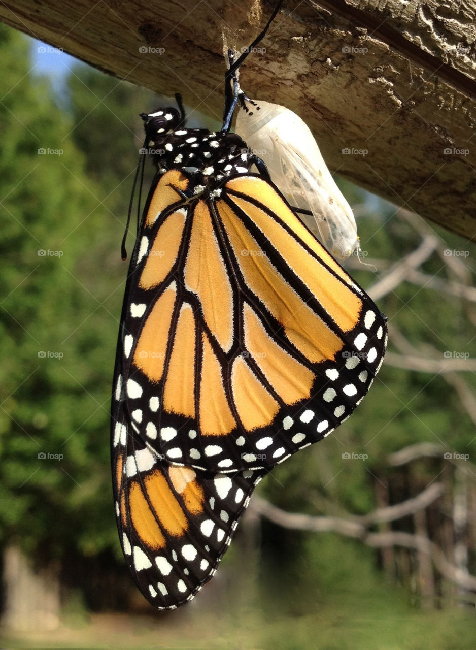 summer butterfly newborn monarch by miowan