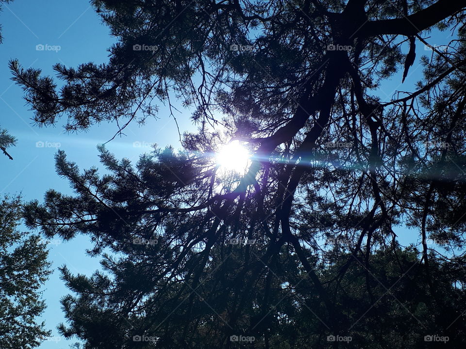 Sunrays Through Trees