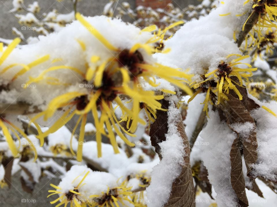 Under the snow