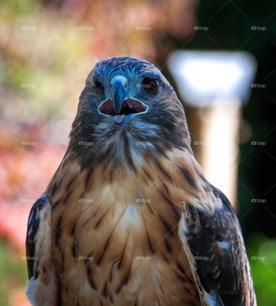 Red Tail Hawk