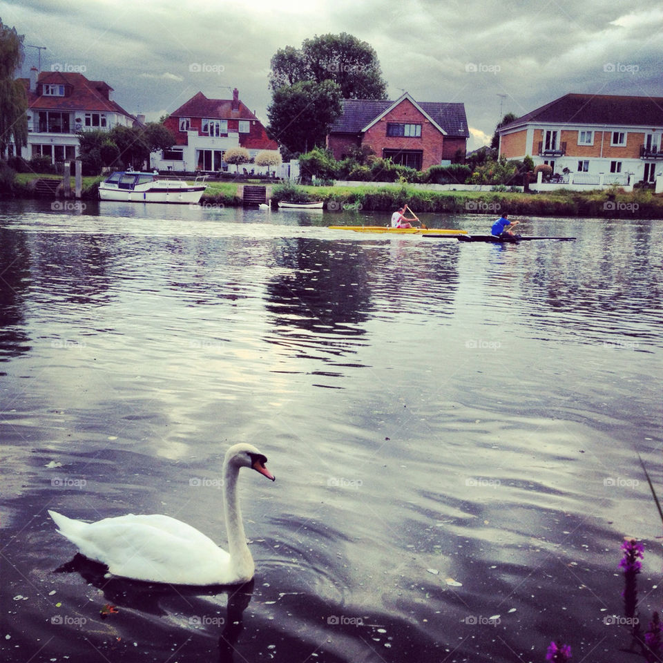 river thames duck staines upon thames by FunZillion