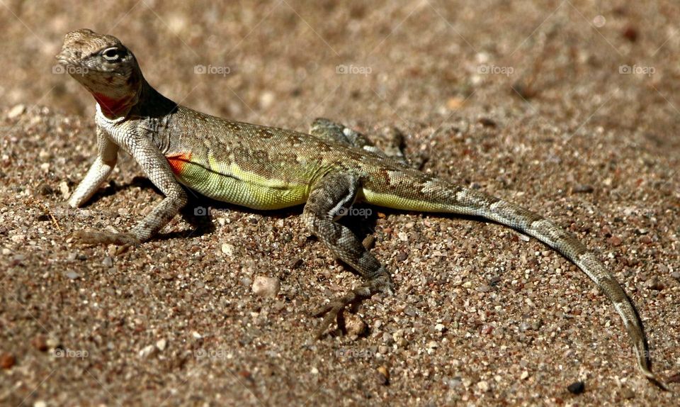 Earless Lizard in the Desert