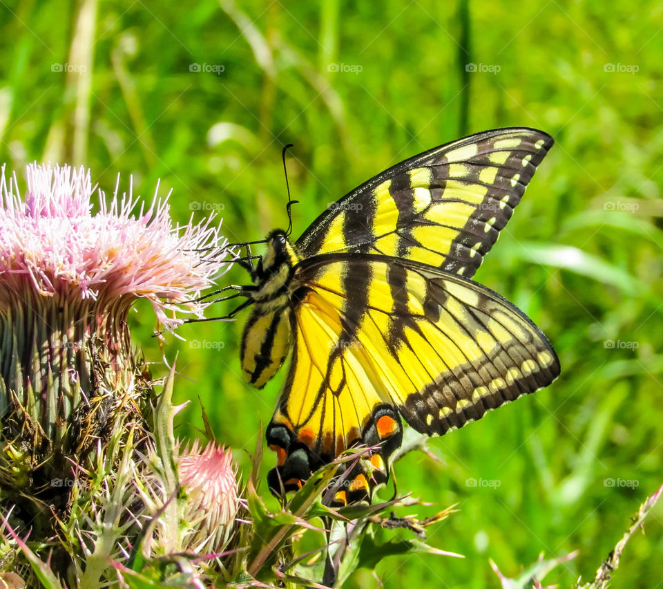 yellow swallowtail butterfly on thistle flower outdoors