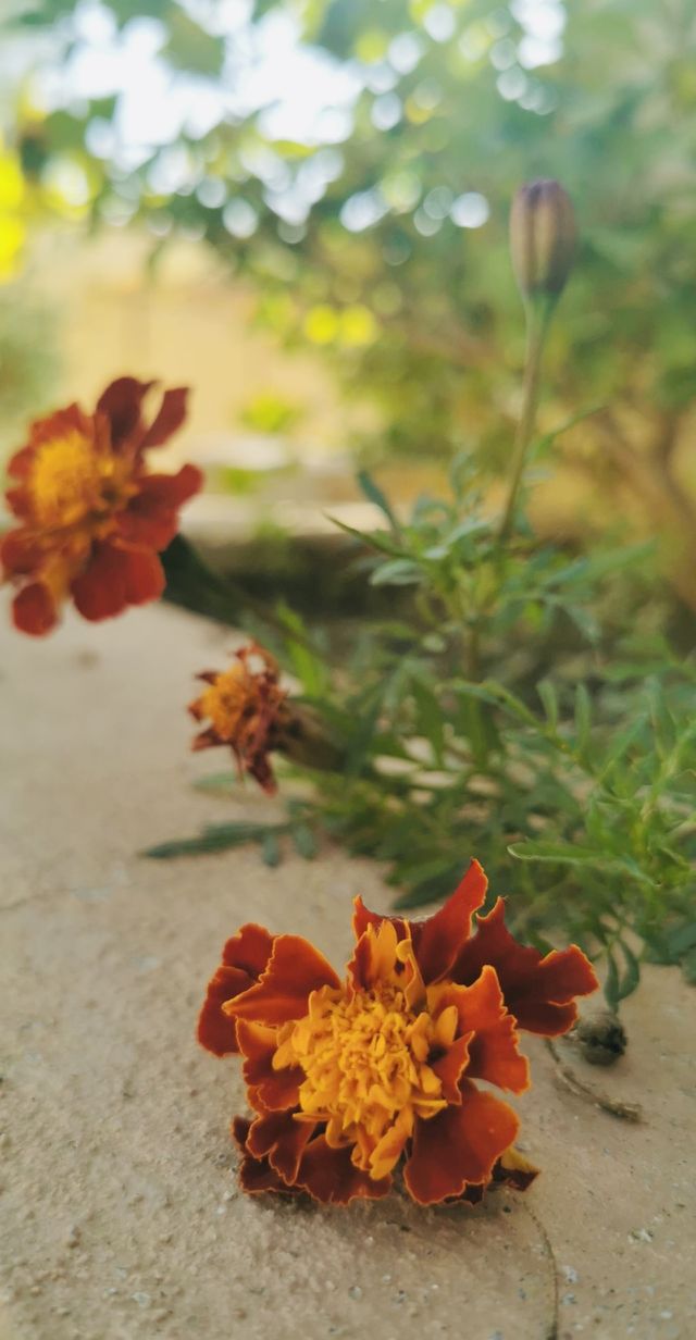 Flowers. 