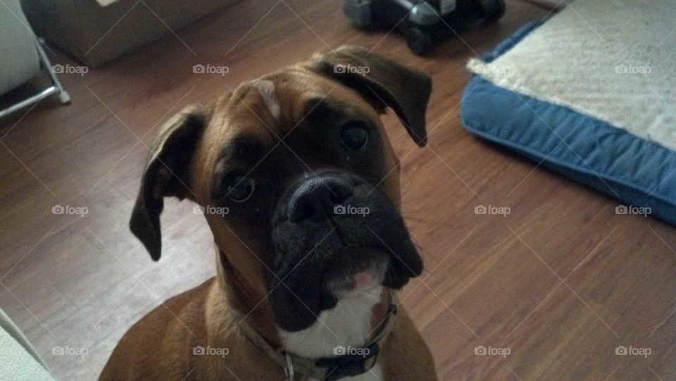 curious Boxer is curious