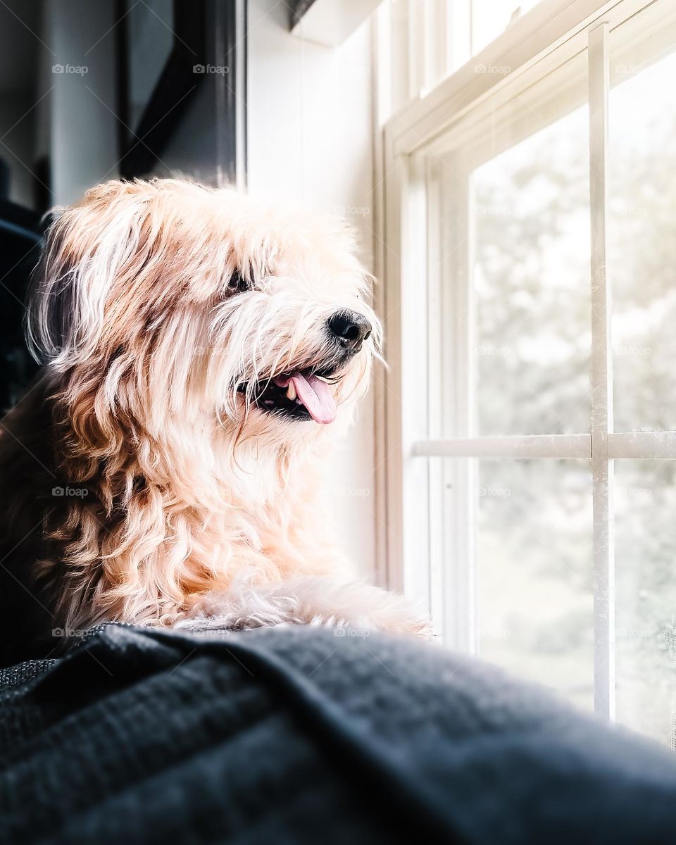 Dog named Panda looking out the window to a beautiful Day near the beach 