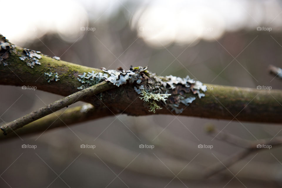 Moss on tree branch
