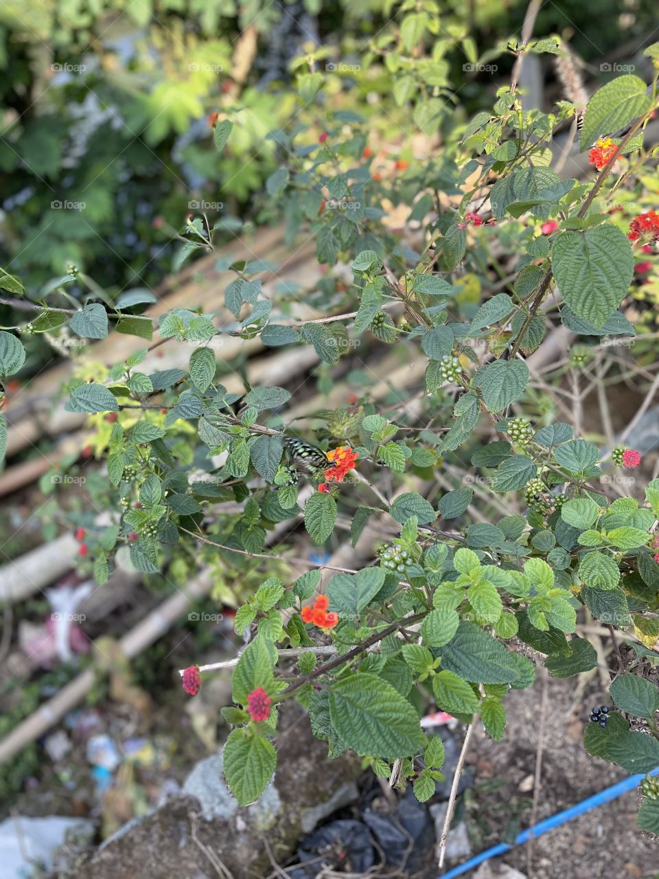 Butterfly in the flower 