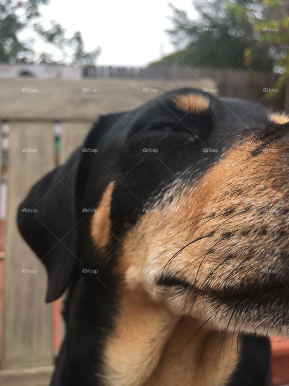 closeup dog portrait 