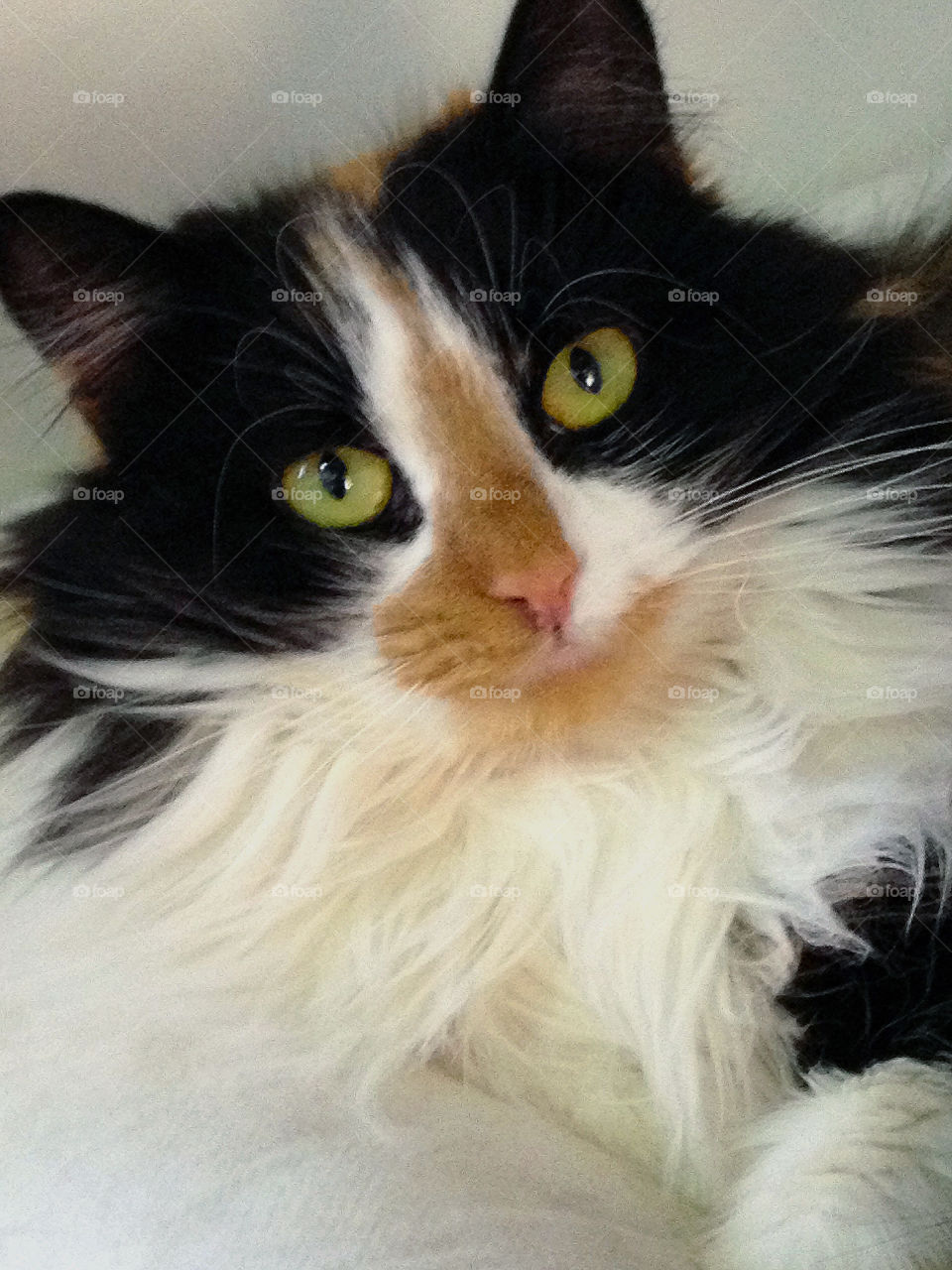 Long haired calico cat