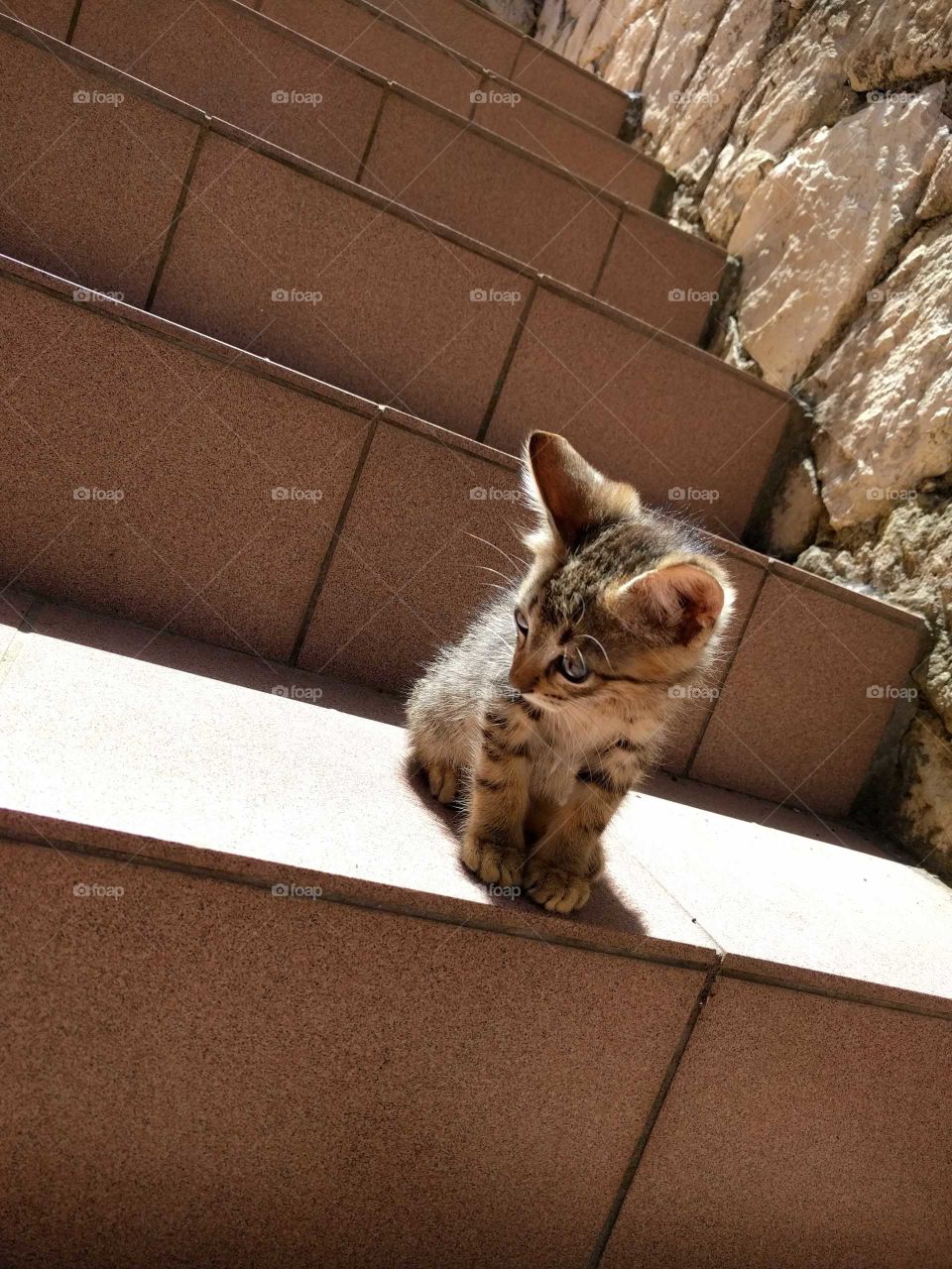 Kitten on Stairs on Zakynthos, Greece Island