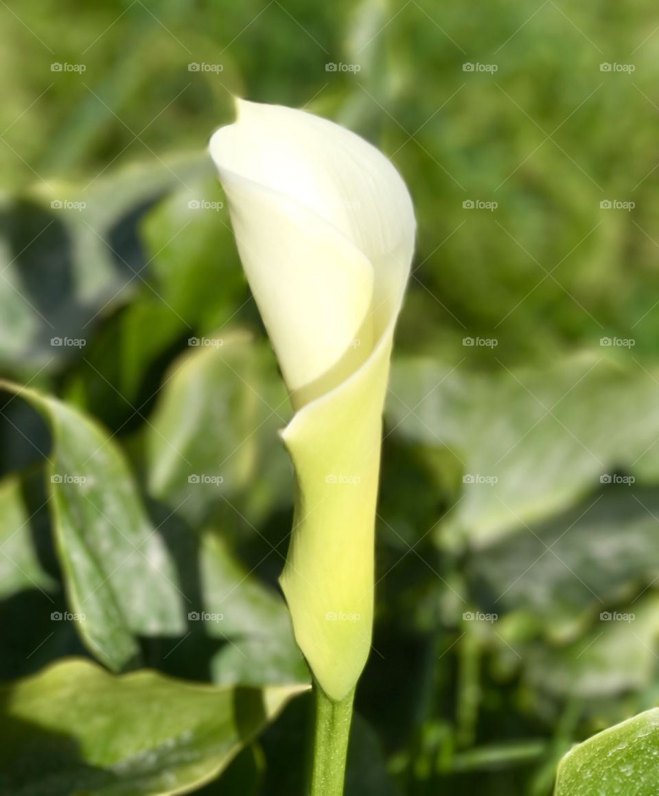 The beautiful Lily flower ready to bloom