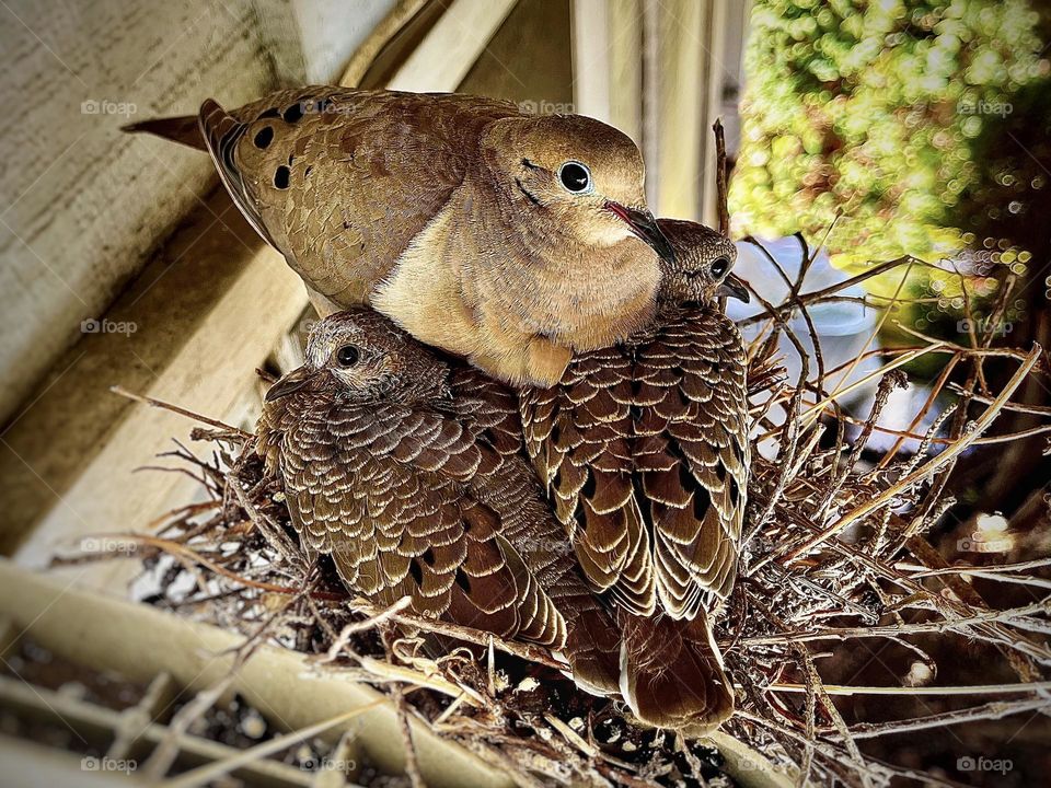 Dove and squabs