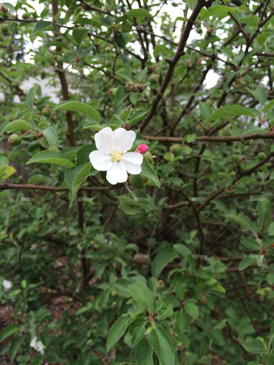 Crabapple blossom . Single blossom 