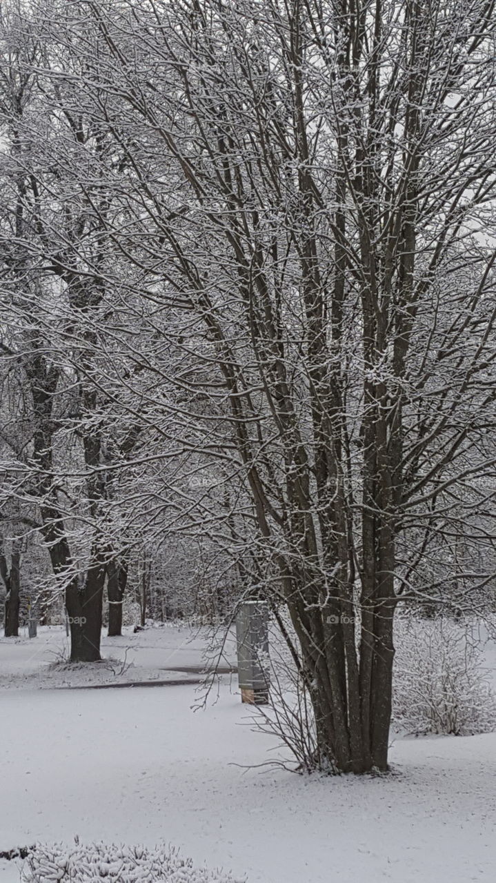 Trees on snowy landscape
