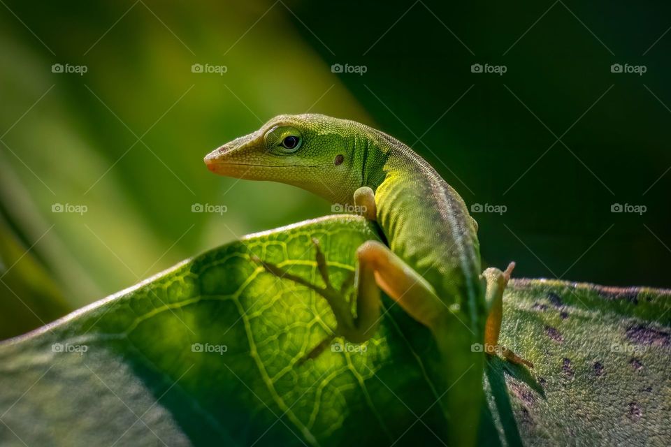 The Carolina Anole seems to be about the most expressive reptile around. Raleigh, North Carolina. 