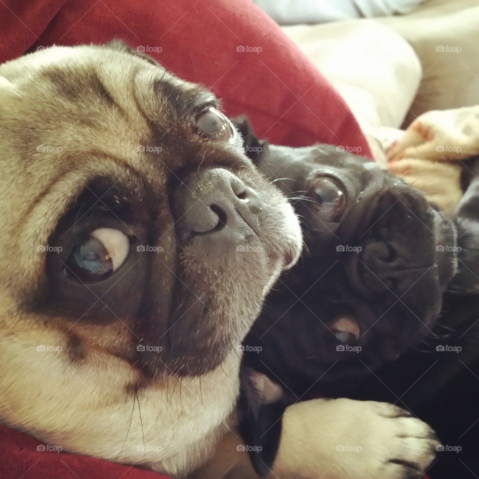 Guilty look. My pugs have a love hate relationship. They fight over toys and food, but love to cuddle up for a nap.