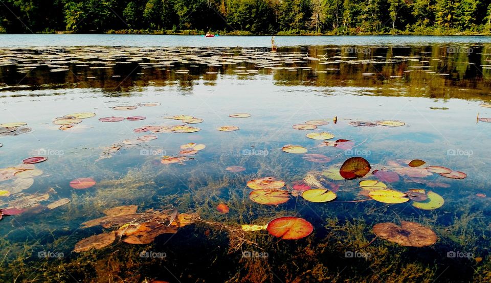 Kayak into Fall lilypads