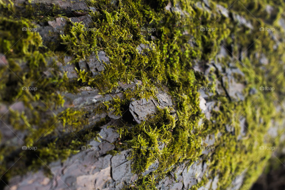 bark of tree. natural wallpaper