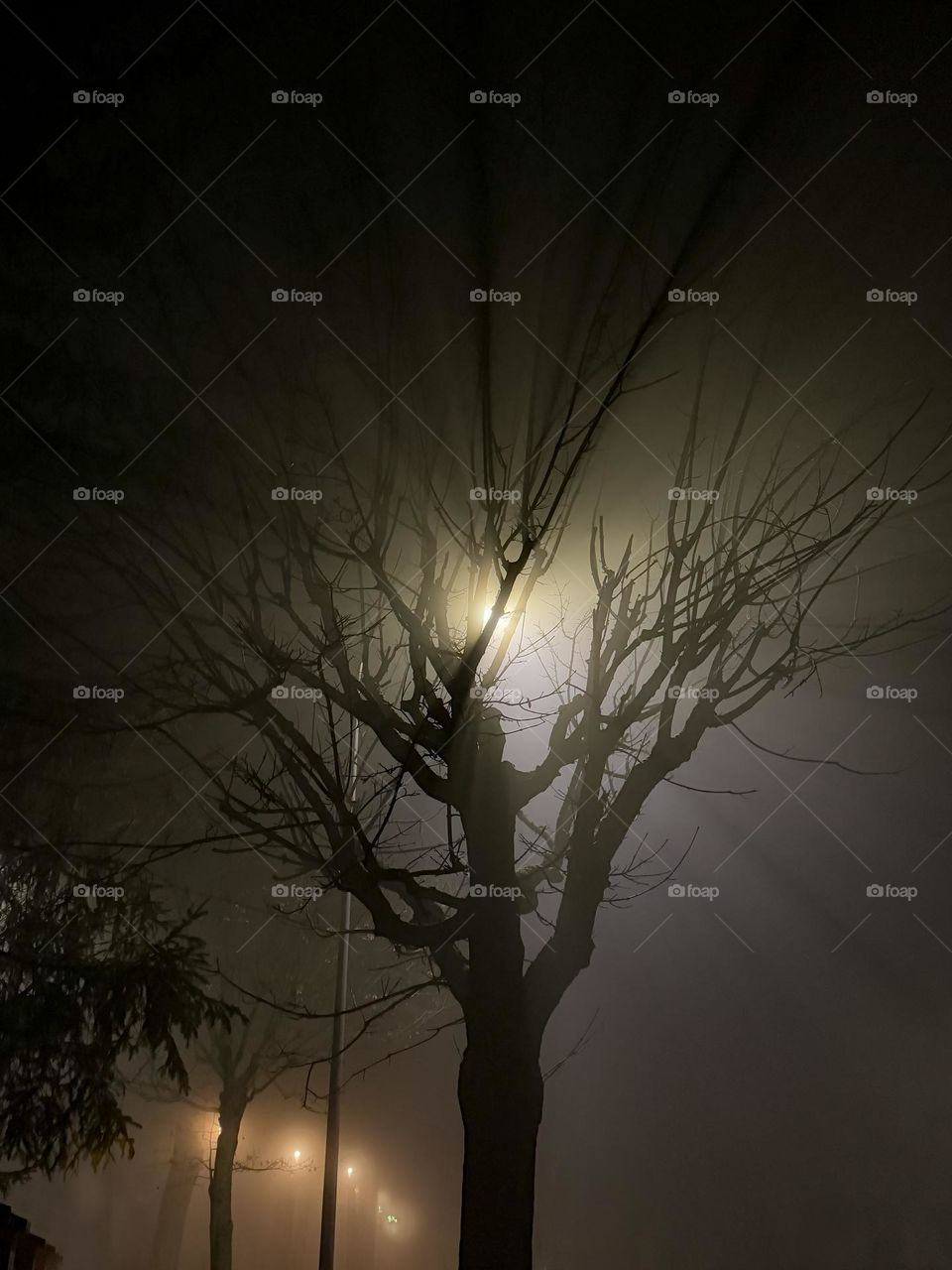 Tree with no leaves in the light of an lantern, foggy evening, warm soft beams of light, line of street lights