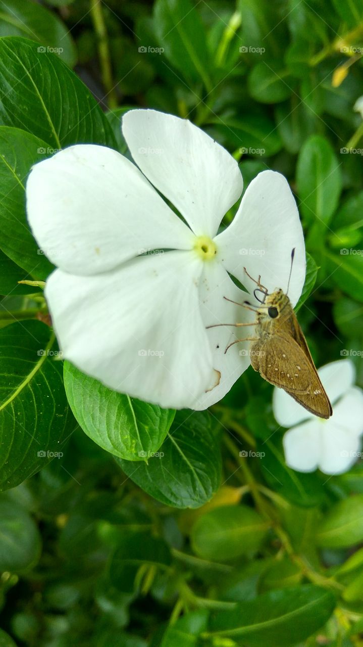 a beautiful butterfly drinking started honey with white flowers