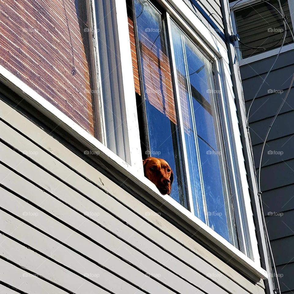 A dog sticks his head out of a second floor window to see what's going on in the world